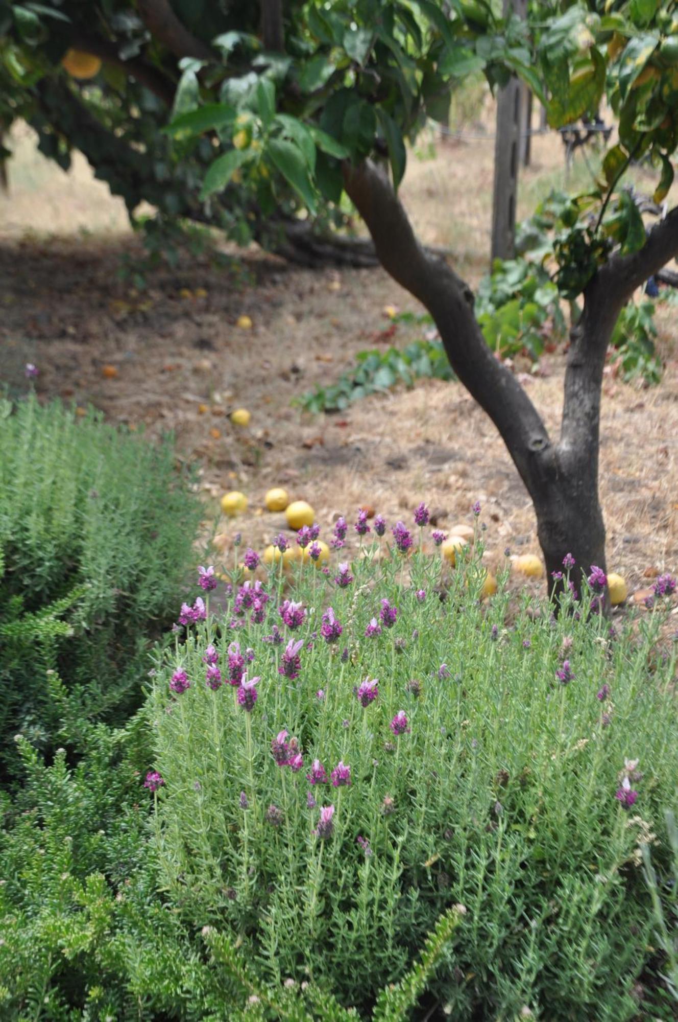 אסראלה Villa Carolea מראה חיצוני תמונה